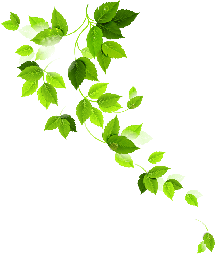Safal%20Bio%20Seeds