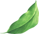Safal%20Bio%20Seeds